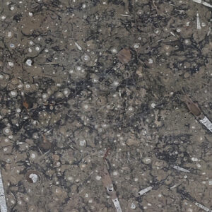 BROWN FOSSIL SHELLSTONE